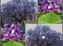 Pavloniya ağacları və toxumları