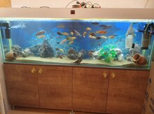 Akvarium və balıqlar