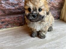 Pekines
