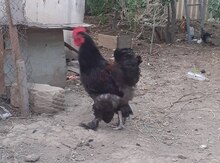 Brama toyuğu