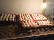 Pekin ördək yumurtası