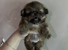 Pekines balası
