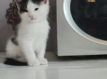 Pişiklər etibarlı əllərə verilir
