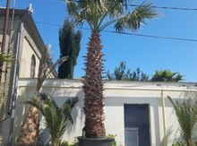 Palma ağacı