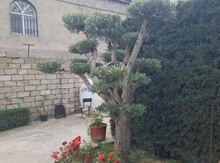 Bonzay zeytun ağacı