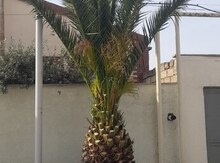 Xurma ağacı