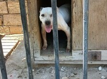 Pitbul etibarlı əllərə verilir