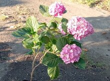Gartenziya  