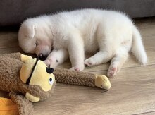Yapon Akita-inu