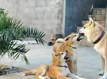 Akita-inu balaları