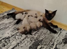 Siam pişik balaları 
