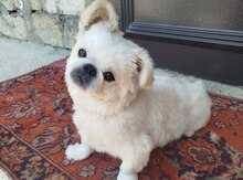 Pekines