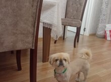 Pekines (Cütləşdirmək üçün)