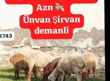 Qoyunlar