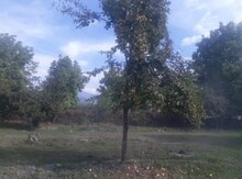 52 sot torpaq sahəsi, Qəbələ ş.