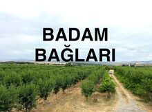 Obyekt, Şabran r.