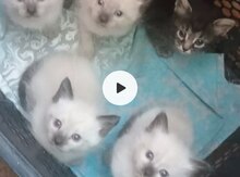 Siam pişiyi balaları