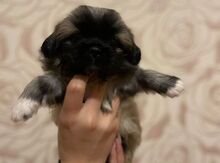 Pekines balası 