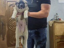 Qurdbasar balası 