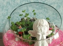 Terrarium 