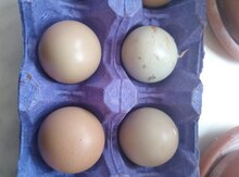 Qırqovul yumurtası 