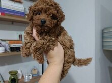 "Toy Poodle" balası