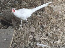 Qırqovul