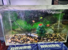Akvarium və balıqlar