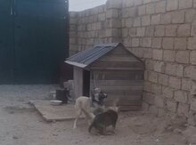 Qurdbasar etibarlı əllərə verilir