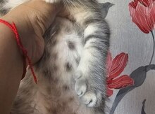 Şotland pişiyi
