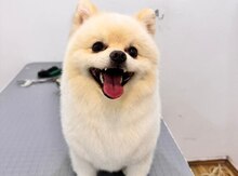 Pekines (cütləşdirmək üçün)
