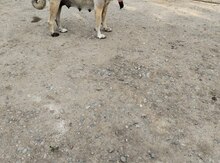 Kanqal 