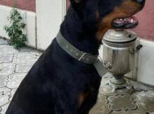 Doberman