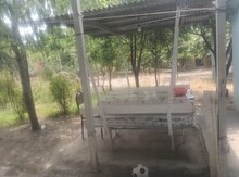 Bağ evi kirayə verilir, Xaçmaz ş.