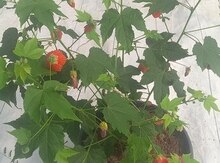 Abutilon 