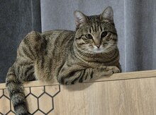 Benqal pişiyi etibarlı əllərə verilir