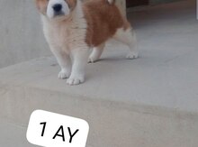 Həyət iti