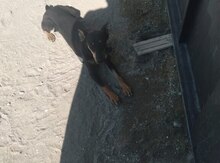 Doberman