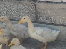 Ördəklər
