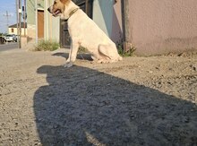 Qurdbasar