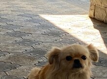 Pekines 