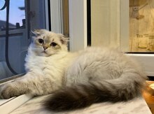 Şotland pişiyi balaları