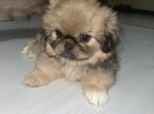 Mini mikro pekines 