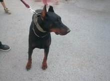 Doberman