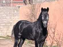 Yorğa at