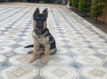 Alman ovçarkası