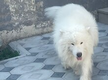 Samoyed