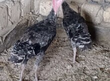 Hinduşkalar