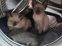 Сиамский котенок