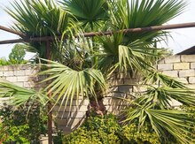 Palma ağacı